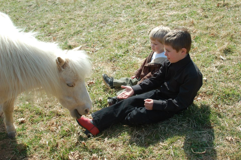 Children playing with mini horse